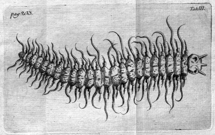 Nereis noctiluca as Noctiluca marina in Adler 1756, plate 3 Nereis noctiluca as Noctiluca marina in Adler 1756, plate 3