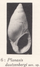 Planaxis dautzenberi  Glibert, 1949. Type figure