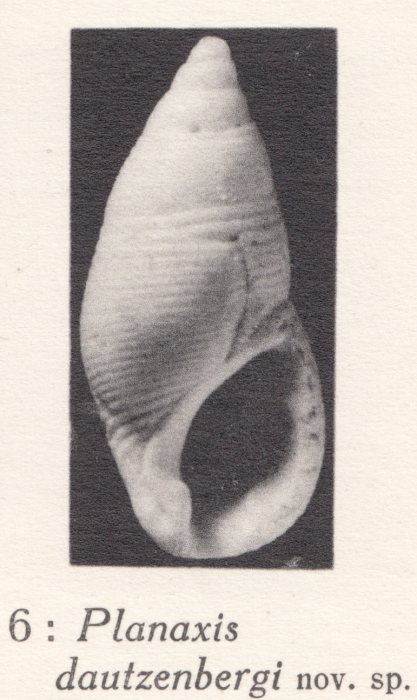 Planaxis dautzenberi Glibert, 1949. Type figure Planaxis dautzenberi Glibert, 1949. Type figure