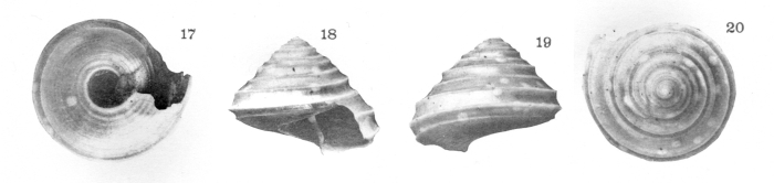 Seguenzia cazioti Dautzenberg, 1925, figure in Dautzenberg (1927) pl. 4 fig.17-20, from off Desertas Is., Madeira, 2286 m (diameter 7 mm)