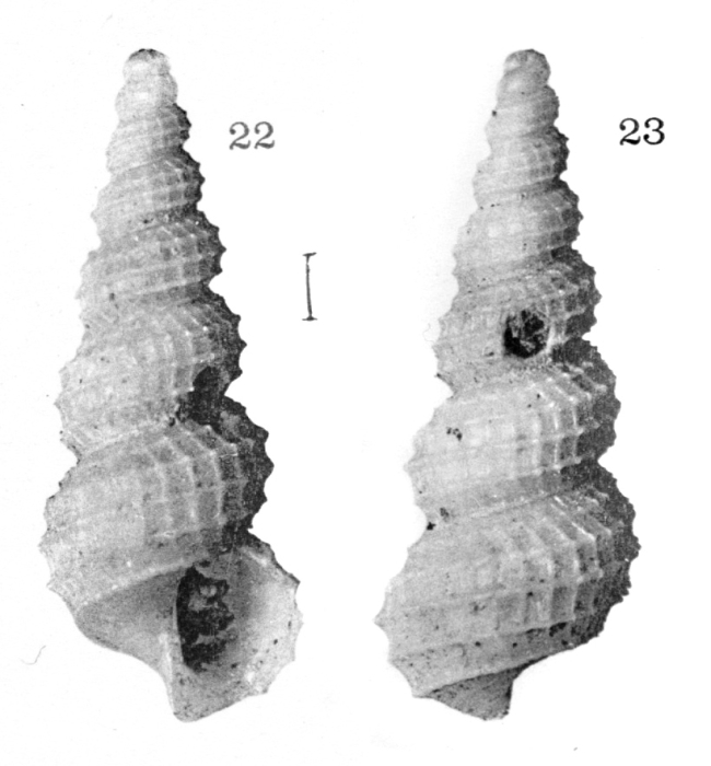 Mathilda terebellata Dautzenberg & de Boury, 1927, original figure, syntype from off the Azores, 1165-1520 m (height 5 mm) Mathilda terebellata Dautzenberg & de Boury, 1927, original figure, syntype from off the Azores, 1165-1520 m (height 5 mm)