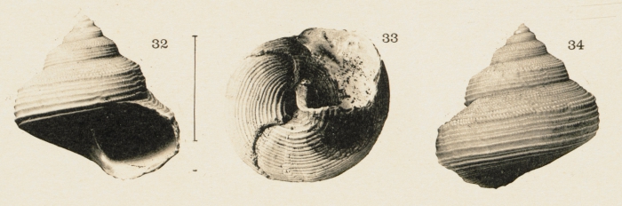 Calliostoma caroli Dautzenberg, 1927, original figure pl. 6 fig. 32-34 (diameter 25 mm)