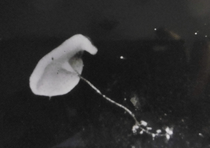 Caulophacus cyanae from hydrothermal vents Caulophacus cyanae from hydrothermal vents