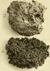 Spongia vermiculata var. negligens Hyatt, 1877