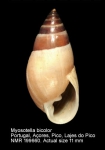 Myosotella bicolor