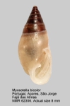 Myosotella bicolor