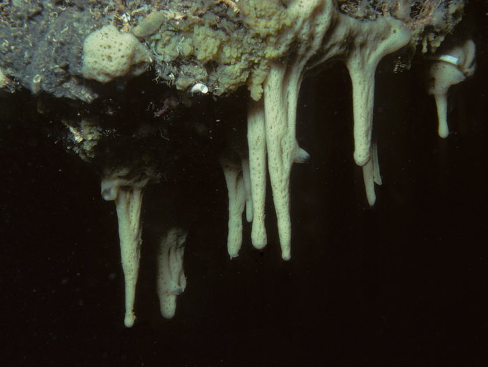 Pseudocorticium jarrei from Jarre cave (Western Mediterranean) Pseudocorticium jarrei from Jarre cave (Western Mediterranean)