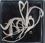 Antedon longicirra TYPE BMNH 88.11.9.8 
