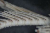Antedon longicirra TYPE BMNH 88.11.9.8