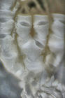 Thaumatometra septentrionalis Holotype Copehagen CRI-43 