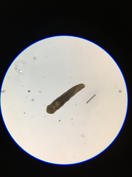 Dinophilus taeniatus Dinophilus taeniatus