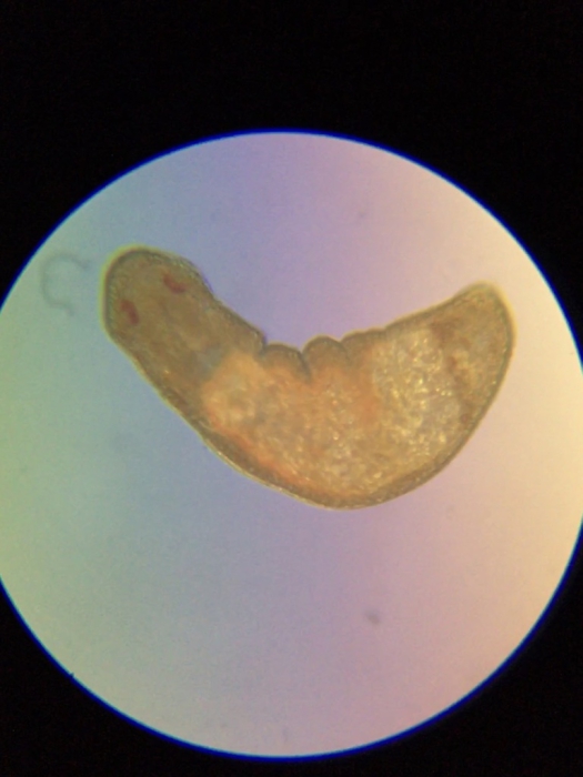 Dinophilus taeniatus Dinophilus taeniatus