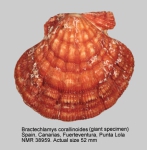 Bractechlamys corallinoides
