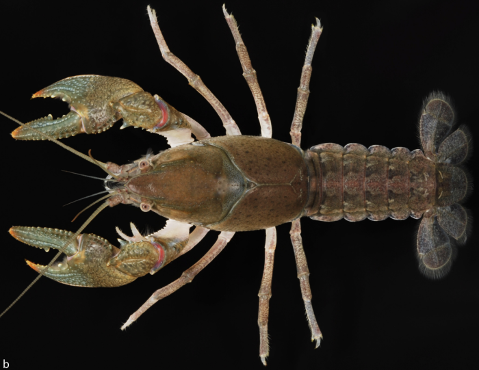 Creaserinus brevistylus Creaserinus brevistylus
