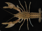 Creaserinus crenastylus