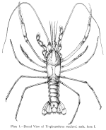 Troglocambarus maclanei