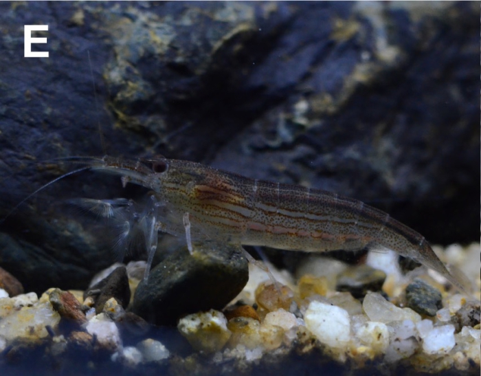 Australatya striolata Australatya striolata
