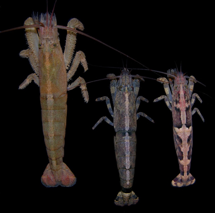 Atya scabra Atya scabra