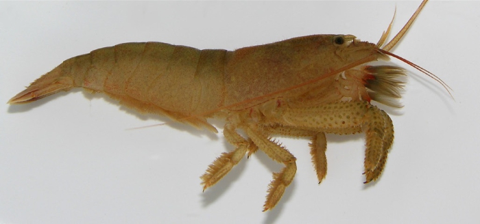 Atya scabra Atya scabra