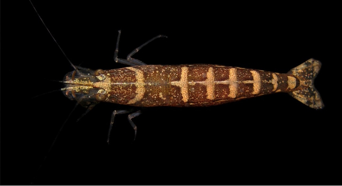 Potimirim glabra Potimirim glabra