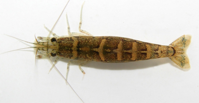 Potimirim glabra Potimirim glabra