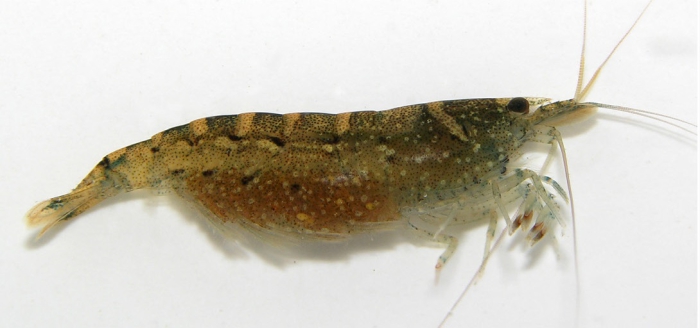 Potimirim glabra Potimirim glabra