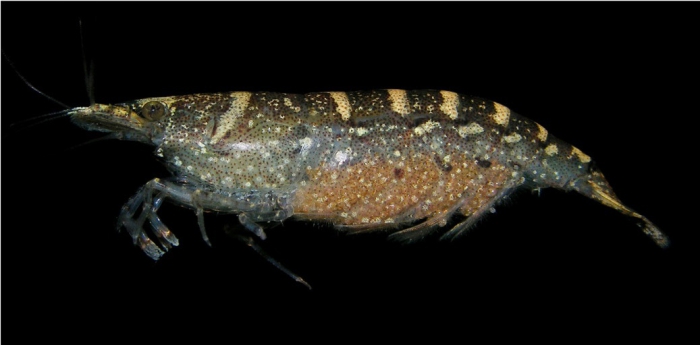Potimirim glabra Potimirim glabra