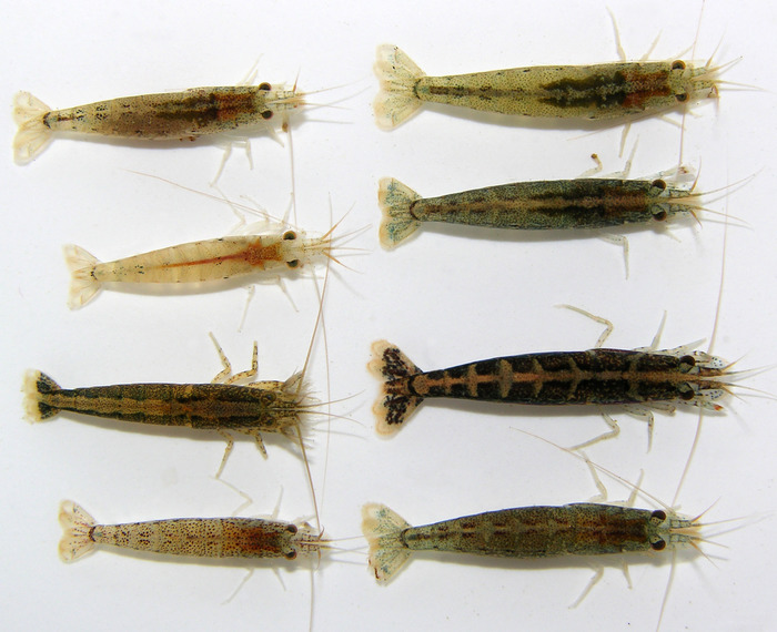 Potimirim glabra Potimirim glabra