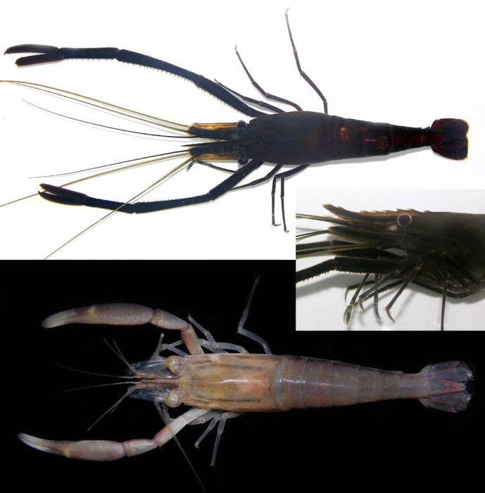 Macrobrachium acanthurus Macrobrachium acanthurus