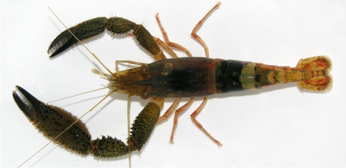 Macrobrachium crenulatum Macrobrachium crenulatum
