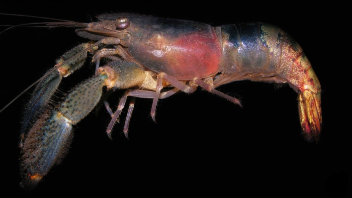 Macrobrachium crenulatum Macrobrachium crenulatum