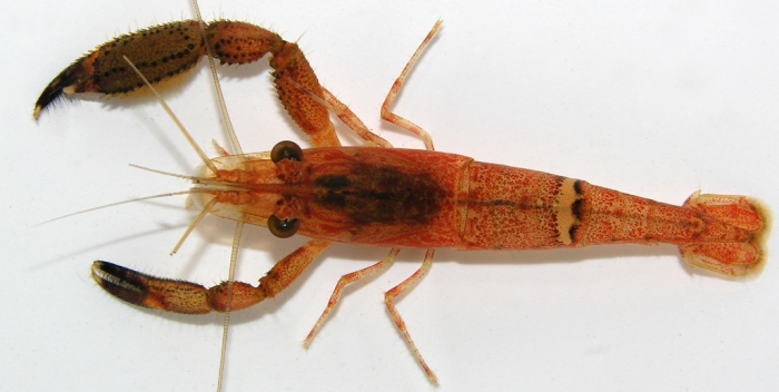 Macrobrachium crenulatum Macrobrachium crenulatum