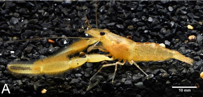 Macrobrachium naiyanetri Macrobrachium naiyanetri