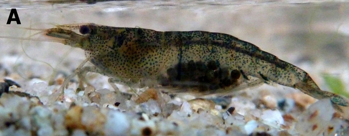 Caridina linduensis