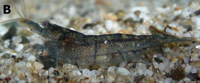 Caridina dali Caridina dali
