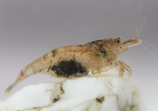 Caridina sulawesi Caridina sulawesi