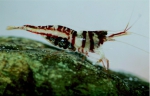 Caridina spongicola