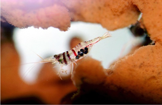 Caridina spongicola Caridina spongicola