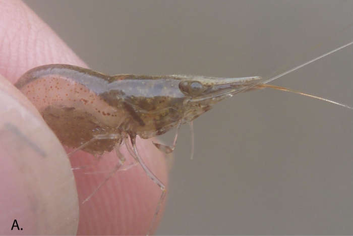 Caridina natalensis Caridina natalensis