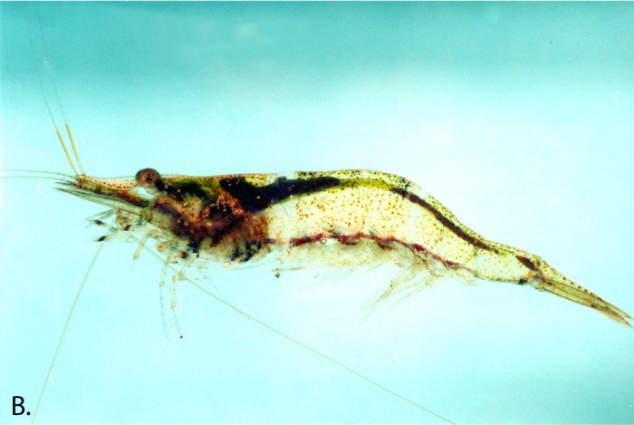 Caridina natalensis Caridina natalensis