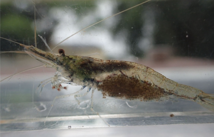 Caridina natalensis Caridina natalensis