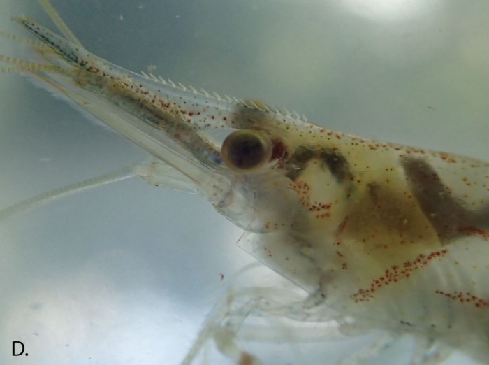 Caridina natalensis Caridina natalensis