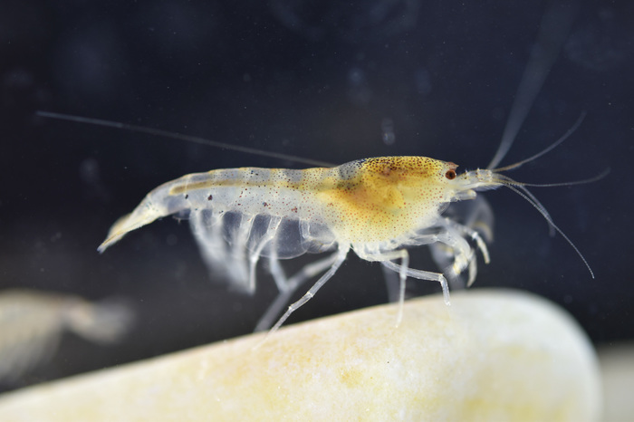 Caridina namdat Caridina namdat
