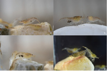 Caridina namdat