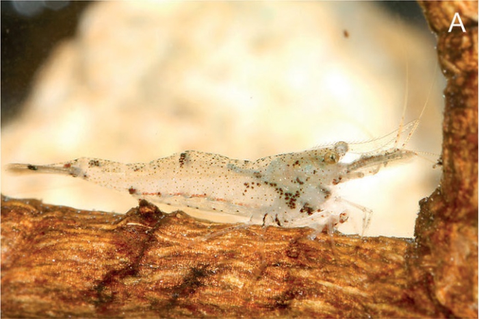 Caridina schenkeli Caridina schenkeli