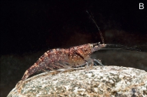 Caridina acutirostris
