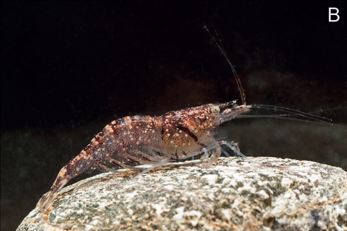 Caridina acutirostris Caridina acutirostris