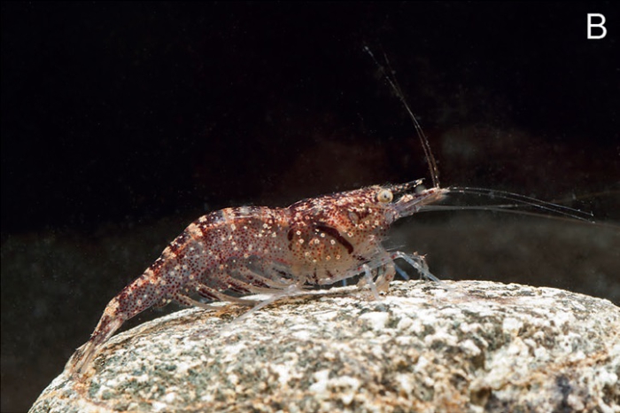 Caridina acutirostris