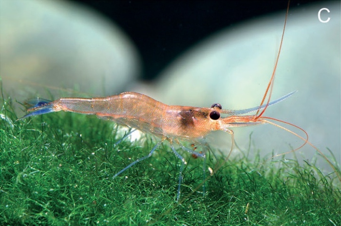 Caridina caerulea Caridina caerulea