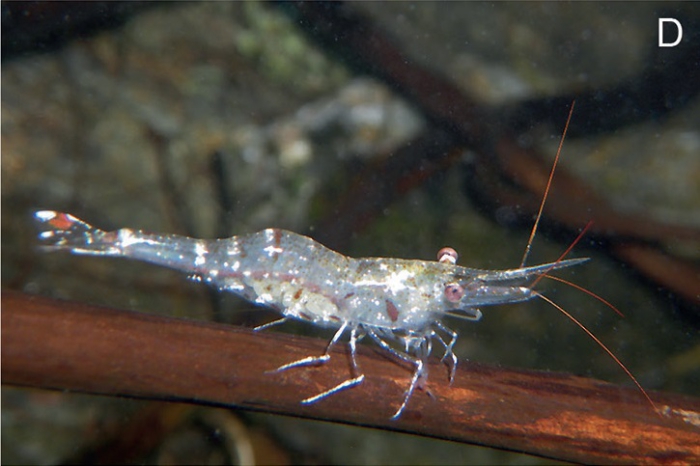 Caridina ensifera